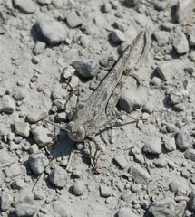 Trimerotropis