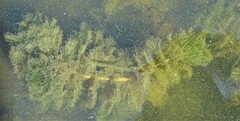 Elodea canadensis