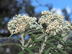 Buddleja loricata
