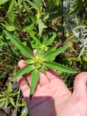 Euphorbia dentata