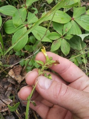 Pedicularis labradorica