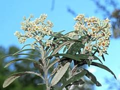 Buddleja loricata