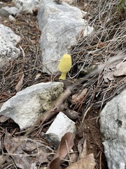Leucocoprinus birnbaumii