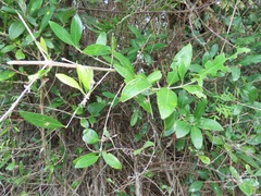 Tricalysia sonderiana