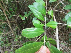 Tricalysia sonderiana