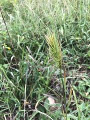 Elymus virginicus