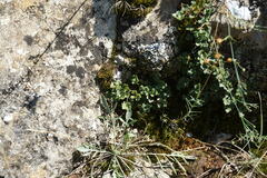 Asplenium ruta-muraria