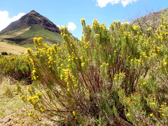Oedera dieterlenii