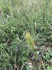 Elymus virginicus