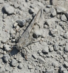 Trimerotropis