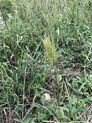 Elymus virginicus