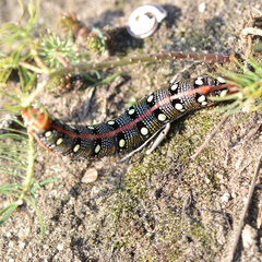 Hyles euphorbiae