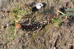 Hyles euphorbiae