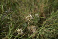 Allium marschalianum