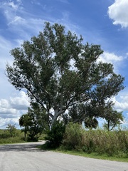 Melaleuca
