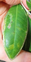 Tricalysia sonderiana