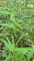 Chasmanthium latifolium