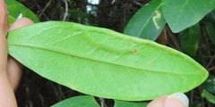 Tricalysia sonderiana
