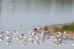 Recurvirostra avosetta