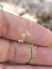 Galium angustifolium