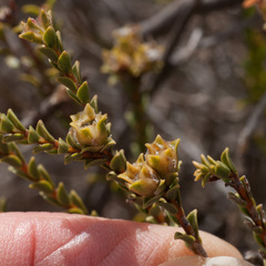 Euchaetis pungens