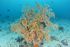 Siphonogorgia godeffroyi