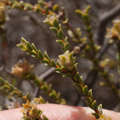 Euchaetis pungens