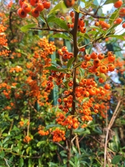 Pyracantha
