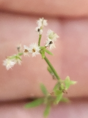 Galium angustifolium