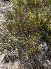 Euchaetis pungens