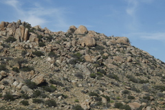 Aloidendron dichotomum