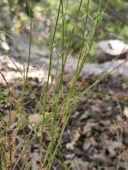 Galium angustifolium