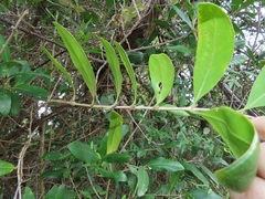 Tricalysia sonderiana