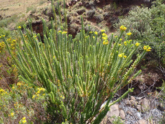 Euryops tysonii