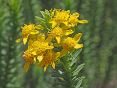Euryops tysonii