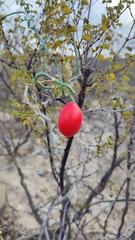 Ibervillea tenuisecta