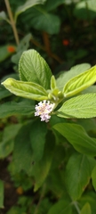 Lippia alba