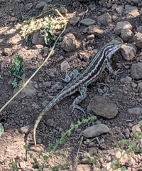 Sceloporus graciosus