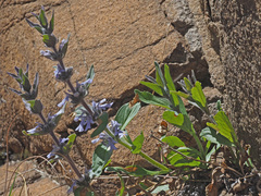 Ajuga ophrydis