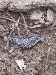Philomycus carolinianus