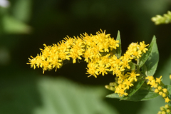 Solidago rugosa