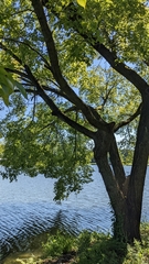 Phellodendron amurense