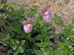 Nemesia caerulea