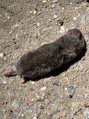 Blarina carolinensis