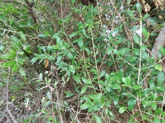 Tricalysia sonderiana