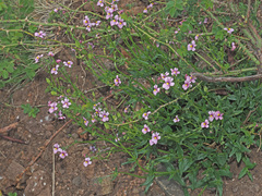 Nemesia caerulea