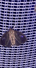 Perispasta caeculalis