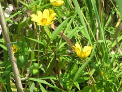 Bidens trichosperma