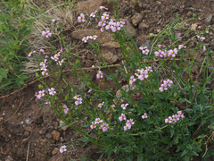 Nemesia caerulea