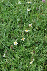 Leucanthemum vulgare